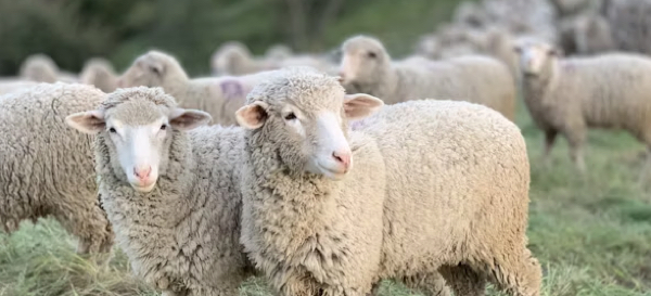 关于C端数字化产品设计中的“羊毛党”用户的好与坏
